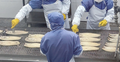 鰻魚養殖之鰻苗採捕方法
