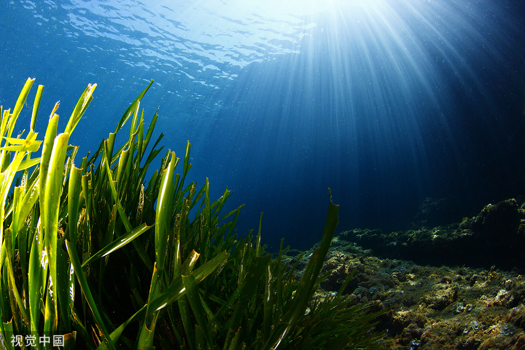 搭建专属绿色智能规模养殖方案，将养殖行业实时数据分析利用，通过资本赋能打造全产业链共享平台